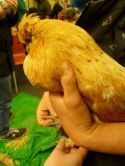 Urban Chicken Keeping Workshop - Green City