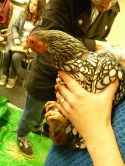 Urban Chicken Keeping Workshop - Green City